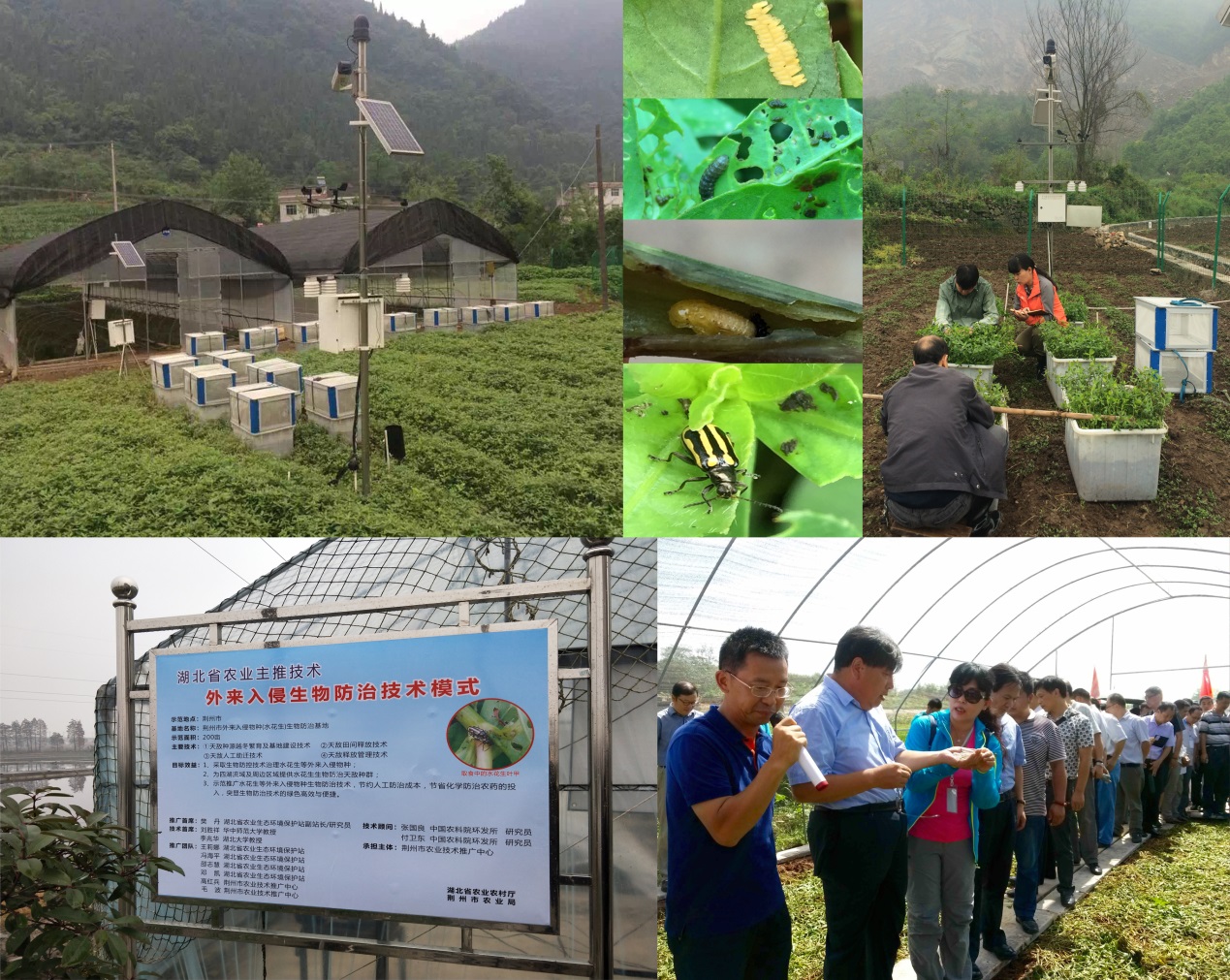 我所空心莲子草生物防治技术被遴选为2019年农业主推技术 并在四川复制推广